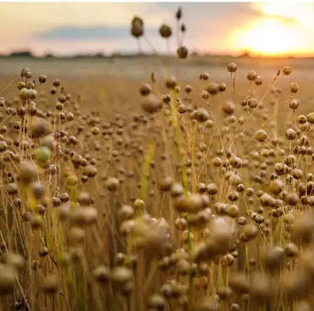 Flax Plants FlaxFields